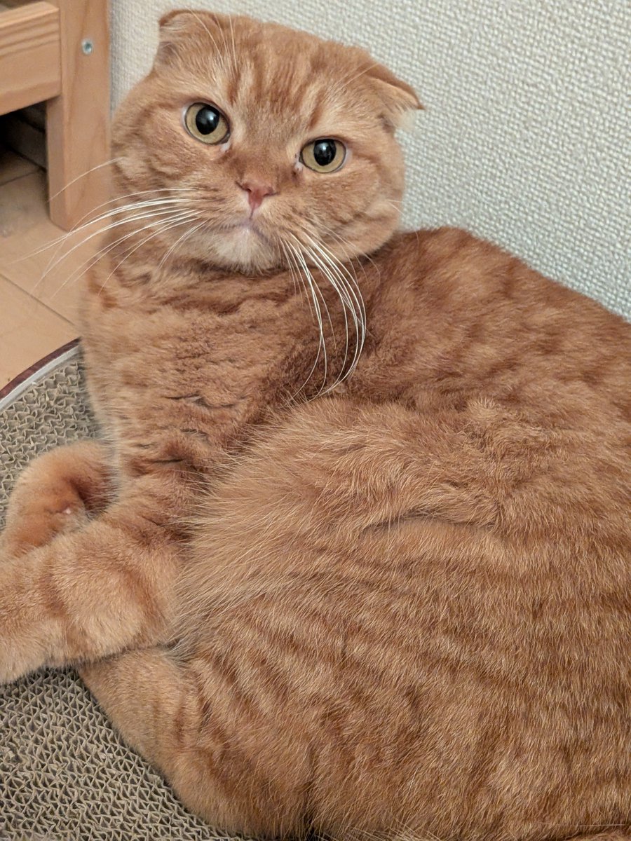 catkinak0's tweet photo. きなこが７歳になりました。
これからも元気に可愛く育ってほしいです。
甘えん坊が加速していますが…🐈️ https://t.co/15taigPs0D
