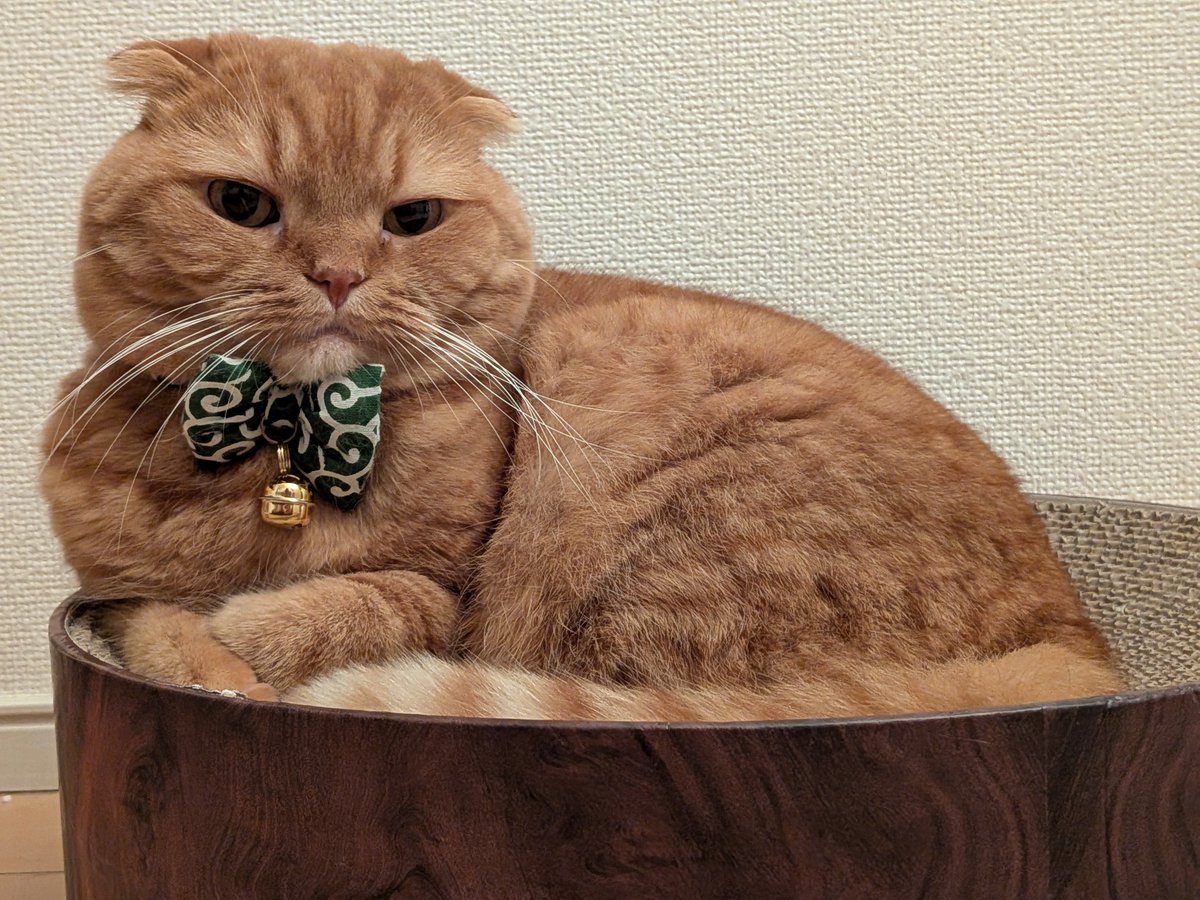 catkinak0's tweet photo. きなこが７歳になりました。
これからも元気に可愛く育ってほしいです。
甘えん坊が加速していますが…🐈️ https://t.co/15taigPs0D