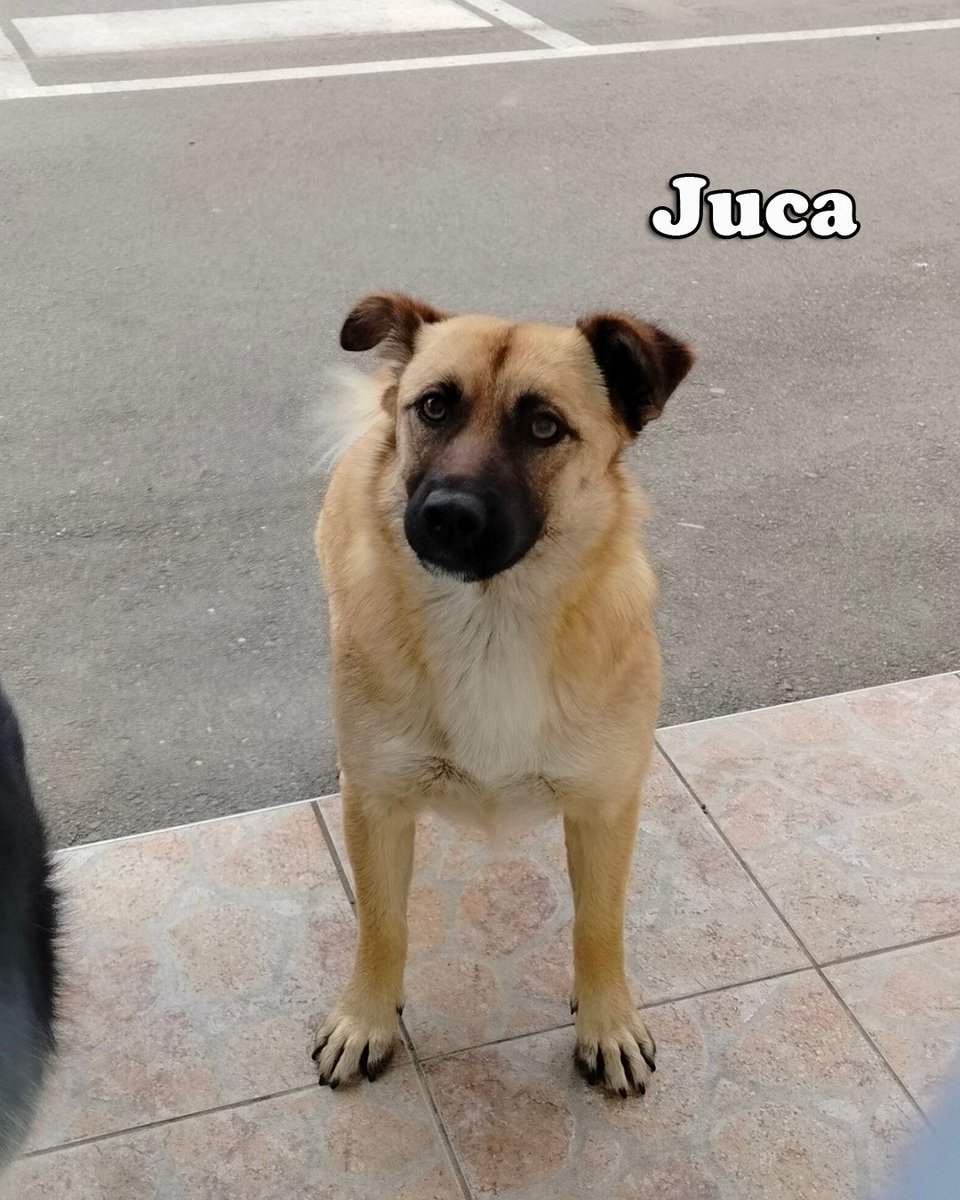 micanapets's tweet photo. Žile, Mila, Duca i Juca su kuce koje su mi SVE❤️ Obećala sam im da ću ih povesti sa sobom i treba mi pomoć svih vas da obećanje ispunim. Moram da skupim novac za kamp prikolicu. Možete mi pomoći kupovinom krevetića koje pravim ili uplatom novca na račun. Hvala❤️ https://t.co/uwAWAjJ1m2