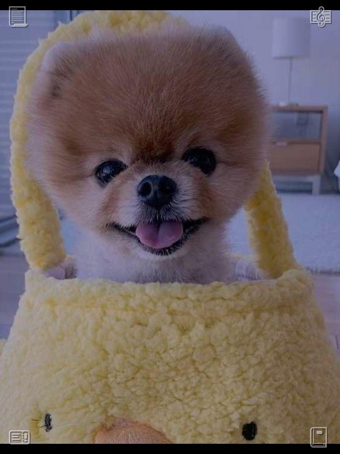 yareli01's tweet photo. Pay attention to what's happening right now rather than feeling sorry about the past or stressing over what's ahead. Much of your unease disappears when you settle yourself and truly notice each tiny thing nearby.🥪Baked Potato Chips The potato is yellow https://t.co/r5QZiIQVd7