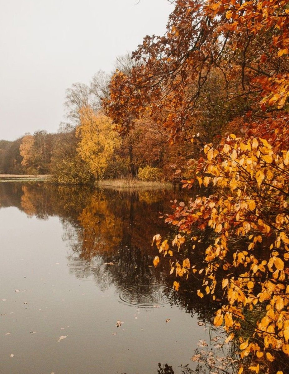 thespookygirll's tweet photo. autumn leaves and chilly breeze, please 🍁 https://t.co/wK08ZFAoKj