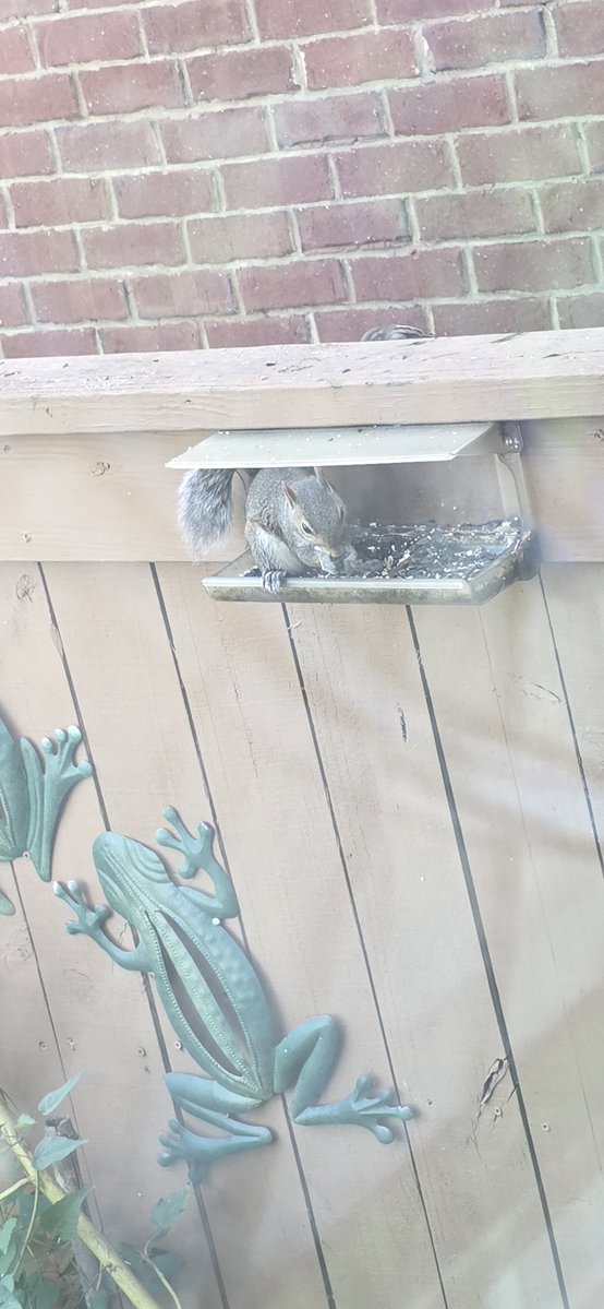 BigCln6c's tweet photo. Mr Squirrel https://t.co/lNzgDcRyZ1