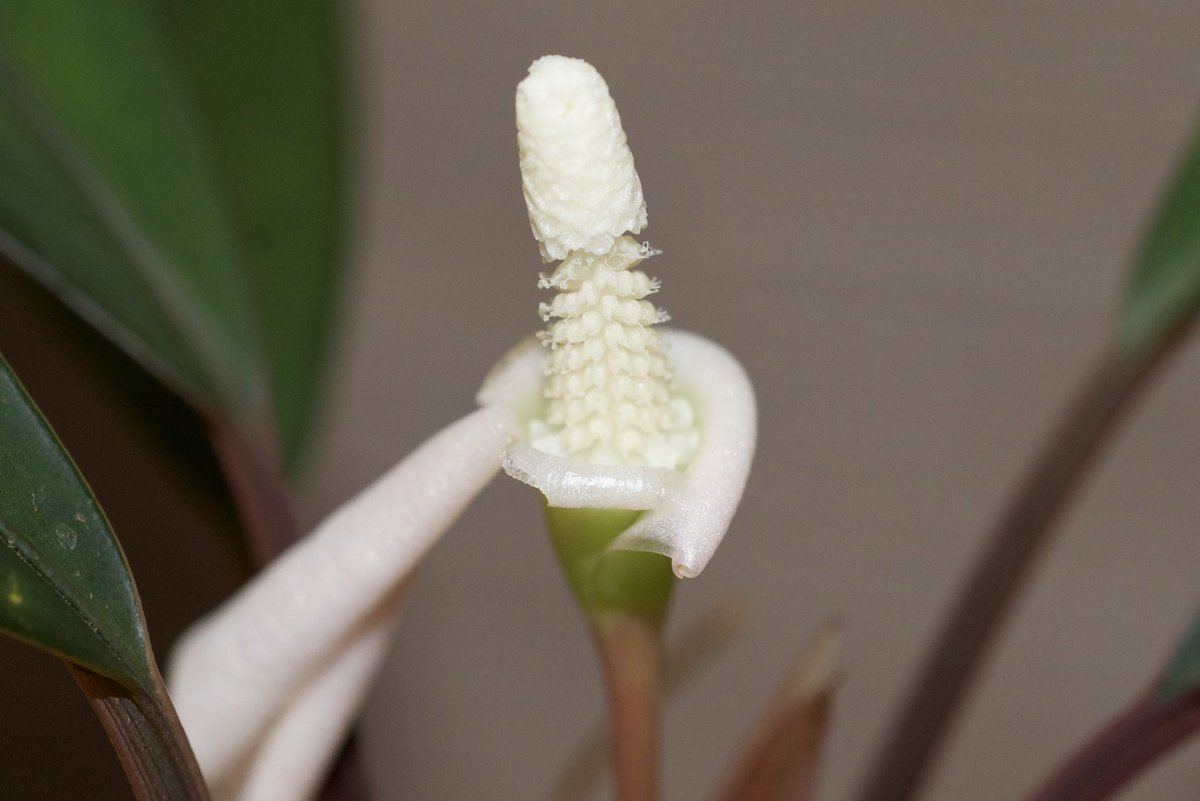 mame3__g's tweet photo. Bucephalandra cf. kishii "Menterap" Kab. Sekadau ［BP60401］

咲きました！🌸 https://t.co/fIlkv2X3TK