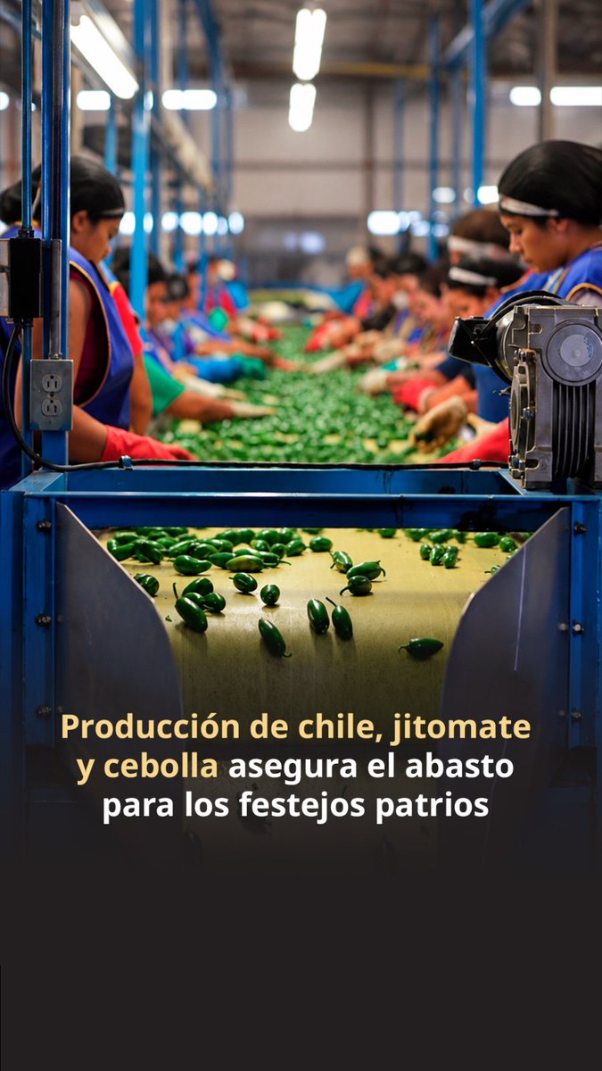 Agricultura_mex's tweet photo. 🌶️🍅🇲🇽 ¡Que no falte el sabor en estas Fiestas Patrias!

Chile, jitomate y cebolla están listos para llegar a las mesas mexicanas y acompañar nuestros platillos favoritos durante septiembre. 🌮🥘 

👩🏽‍🌾👨🏽‍🌾 Detrás de cada salsa, guiso y antojito está el trabajo de las y los productores del campo, que hacen posible el abasto y la riqueza de nuestra gastronomía.  

📊Descubre cuántas toneladas de estas hortalizas produce nuestro país: https://t.co/6I3Yp2ZQAb