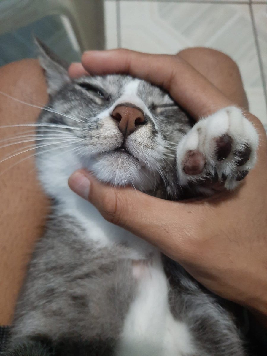 palobomsz's tweet photo. Olá gente, o gato do meu amigo @Seu_Charts anda mal e precisa de uma ajudinha. 

Ele falou com a vet, mas ela disse que dependendo do caso podem cobrar até 3000R$(alguns procedimentos só aceitam na hora, obstrução urinária)

Se puder ajudar mandem para 
86816633563
(é o pix dele) https://t.co/vqpyWmCTBr