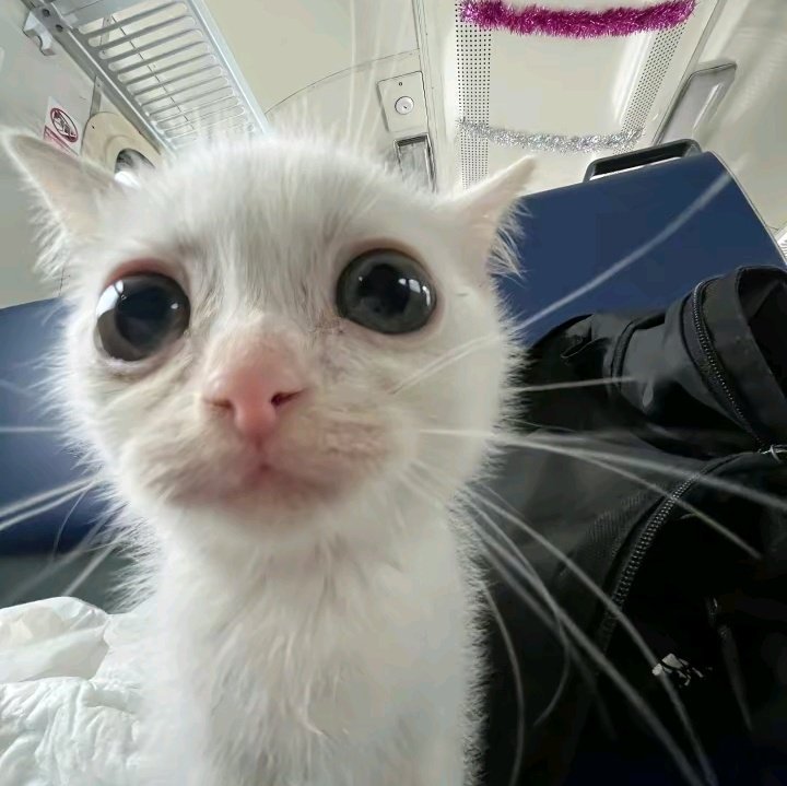 tortadefrango67's tweet photo. sim sim uhum isso é isso mesmo (me concentrando pra não peidar) https://t.co/DtI6LfAbWW