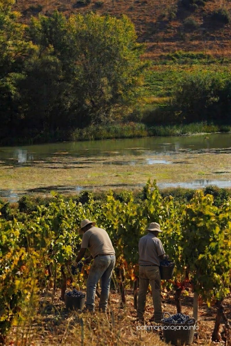 PatrimonioRioja's tweet photo. Y de la montaña al río.
Vendimias a pie del Ebro.
Por tierras de Fuenmayor.
Los paisajes del viñedo de Rioja en el mes de septiembre.
🍇✂️🧺🚜✨

#Vendimias2026 #TeMerecesUnRioja #DocRioja #ruralphotography #PaisajesDelViñedo https://t.co/NUChka3LNY