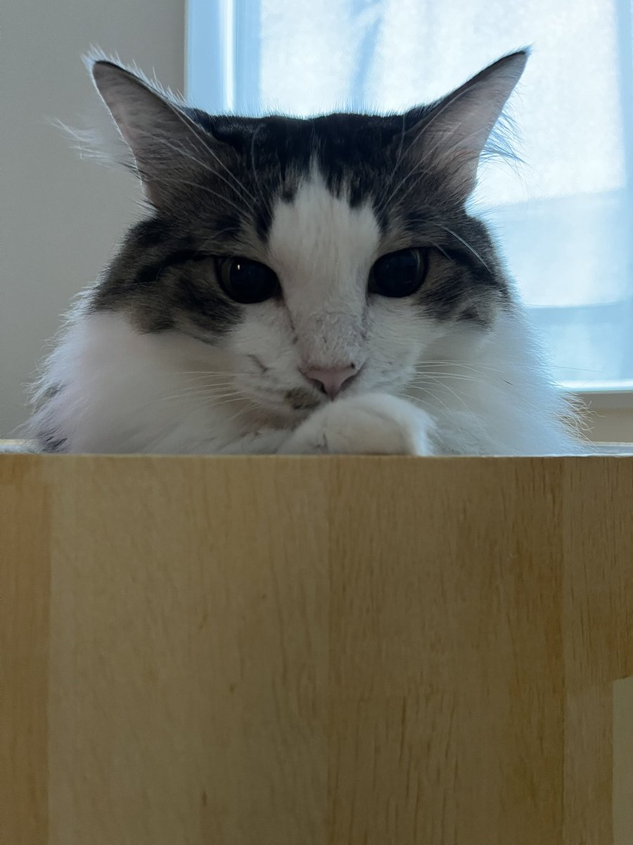 BonchanCat_0423's tweet photo. おはようございます
毎日ねっこ
もふもふ☁️
#保護猫と暮らす #猫のいる幸せ https://t.co/3chFNwv6ed