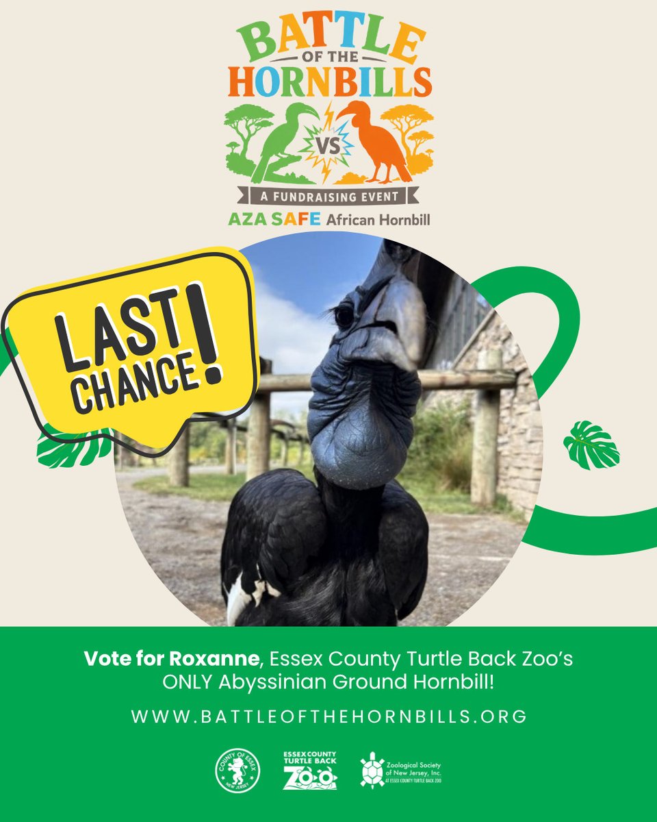 TurtleBackZoo's tweet photo. 🚨 LAST CHANCE TO VOTE FOR ROXANNE! 🐦🏆
We’re less than 100 votes away from winning the first round of the #BattleOfTheHornbills -- Round 1 voting closes tonight at 11:59pm!

🗳️ DONATE TO VOTE NOW: https://t.co/KXGUT4rN5J

Let’s get Roxanne over the finish line! 🐦💪 https://t.co/vSEzGmGPEi