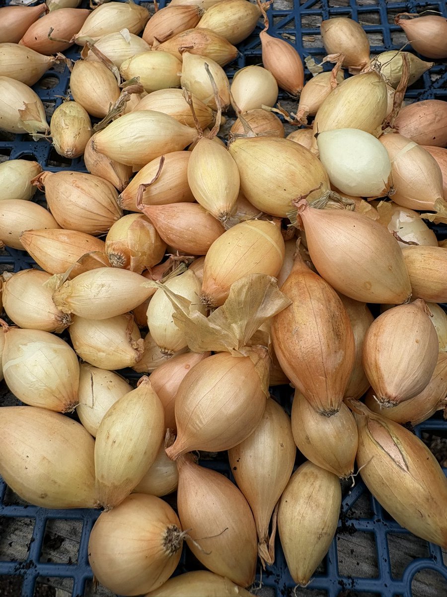 ChefsPass's tweet photo. Garlic, red and white onions ✔️ https://t.co/dfmmj3K750