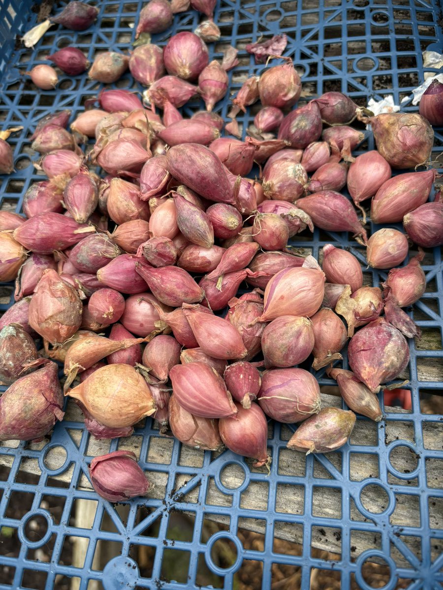 ChefsPass's tweet photo. Garlic, red and white onions ✔️ https://t.co/dfmmj3K750