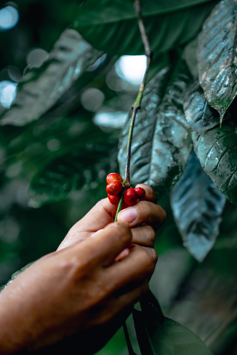 RogustaCoffeeCa's tweet photo. From Panama 🇵🇦 to Canada 🇨🇦 — Café Rogusta is arriving soon! ☕️

🌱 100% Pure Panamanian Robusta
✈️ Freshly air-shipped to Canada
🎉 Use code WELCOME15 for 15% OFF your first order.

#Rogusta #PanamaCoffee #RobustaCoffee #CanadianCoffee #CoffeeLovers #CoffeeCanada #Panama #Canada #ShopCanadian