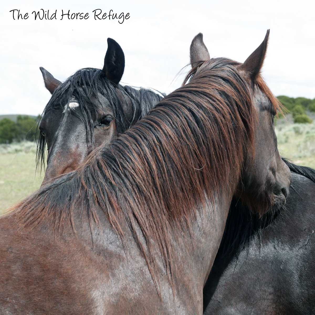 animalsanctuary's tweet photo. Picture Of The Day!
Location: The Wild Horse Refuge, Craig, CO.

Wild horses aren't just magnificent runners of the open range; they are deeply sensitive, social creatures whose emotional worlds are built entirely around connection. In the wild, herds form unbreakable family bands based on trust, mutual grooming, and loyalty that lasts a lifetime. They don't just share space, they share a profound need for friendship, comfort, and companionship.

Here at the refuge, we honor that fundamental instinct by making sure no horse ever has to face the world alone. Whether it’s watching two lifelong buddies groom each other under the afternoon sun or seeing a newly arrived rescue find safety within a supportive herd, we provide the steady companionship they crave and deserve. Because healing happens best side by side.

#TheWildHorseRefuge #WildHorseRefuge #Colorado #WildHorses #EquineRescue #AnimalFriendship #SanctuaryLife #HorseRescue #HerdLife #CompassionInAction #ColoradoRefuge
