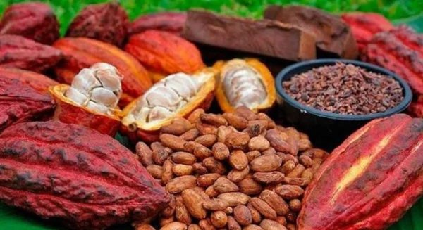 AAglo63047's tweet photo. Exportations agricoles au #Togo: Une hausse de +43,9% des recettes portée par le #cacao et le #coton en 2024. Le Togo accélère désormais le renouvellement des vergers et la transformation locale (soja, karité) pour créer plus de valeur.
#Agriculture #Économie https://t.co/8e7cVuhbfa