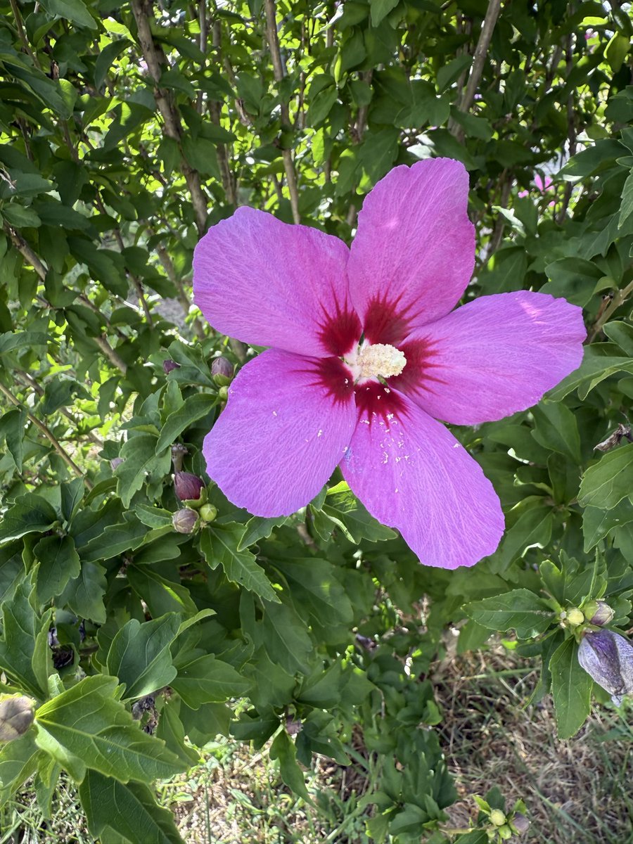 _plantainchip's tweet photo. A little late summer flower dump https://t.co/hiFN0ZopNs