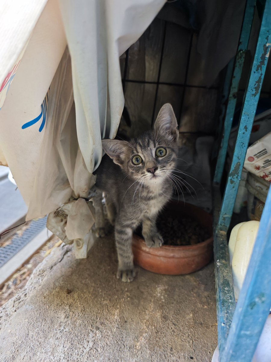 elinampounia's tweet photo. Γατούδι alert! Κάποιος μας την άφησε 'δωρο' στη γατοαποικια πρίν λίγες μέρες. Αφού βεβαιωθηκαμε ότι είναι υγιής, αναζητάμε για τη μικρή ένα περιβάλλον ασφαλές να ζήσει με αγάπη κ φροντίδα. Βρίσκεται στην Αθήνα κ αναλαμβάνω τη μεταφορά της ❤️ Ας τη βοηθήσουμε! https://t.co/n3Z9vnKxNX