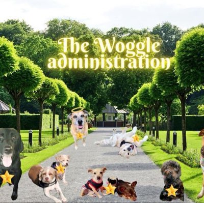 StefyZ784's tweet photo. #NuovaFotoProfilo ..in honour of my furever furiend and President of the Woggle Administration 🥁… WONDERFULEMS da Golden!
@haunted_mars #Lems #Lemmy #Lemmo #PODT https://t.co/x4wYY2SV9s