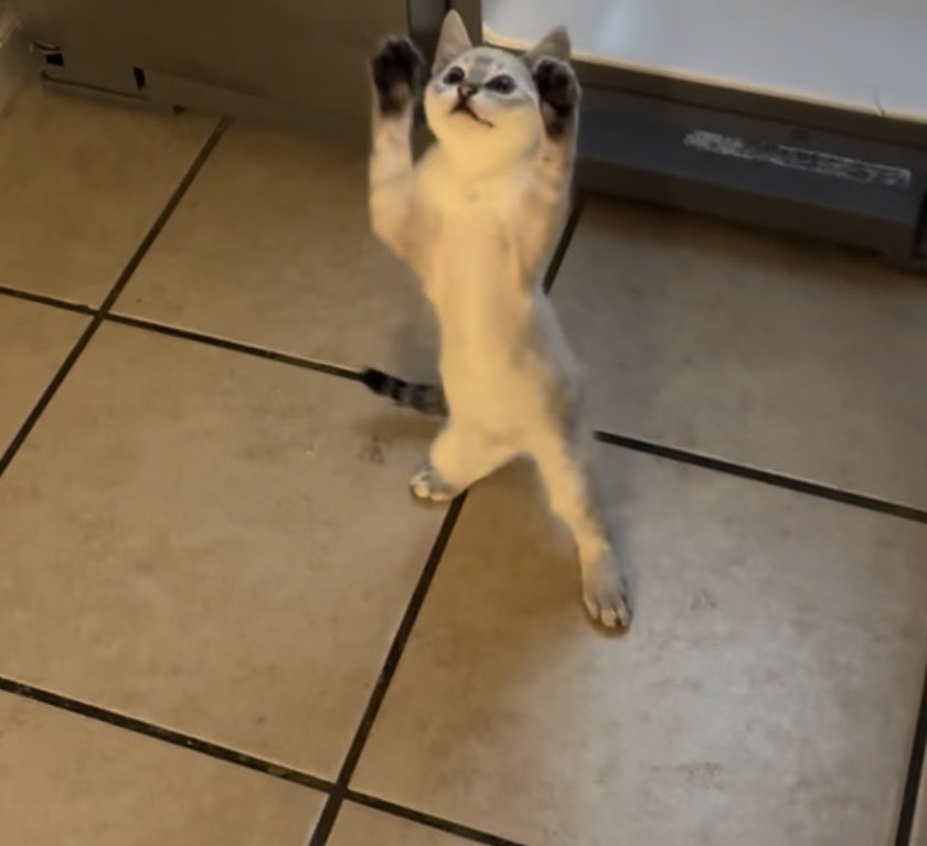HARIONSOL_'s tweet photo. People launch memecoins of random dogs that never even existed.
HARI is real. I know her personally. She sleeps on my keyboard while I work.
This community is for people who want something with a story, not just a chart.
$HARI 🐈 https://t.co/nDemfJRhC8