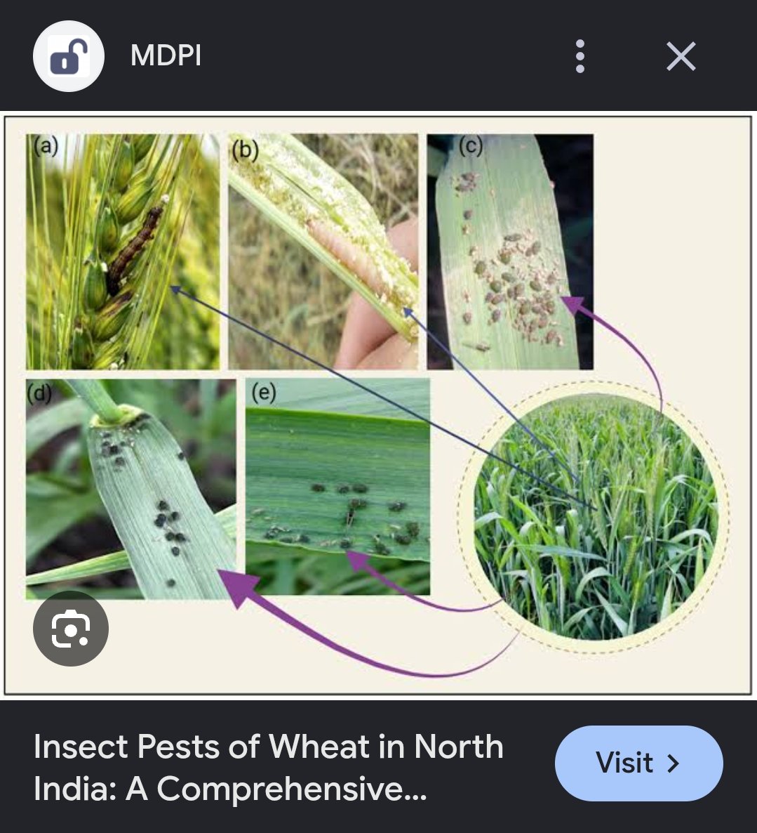 mufhus's tweet photo. @ShivaniGupta_5 Killing this wheat insect in farms, so that you can eat your wheat roti is wrong, disgusting and inhuman. https://t.co/mFdg4urReg
