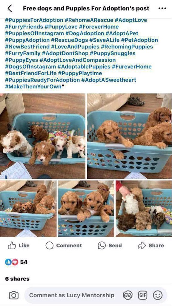 Flashxchng247's tweet photo. INTRODUCING PET UPDATE 🐾💕

Buy, sell, and adopt pets safely and easily! 🐶🐱

Run targeted ads and earn big! 📈💸

Get started with:

✓ Posting tips
✓ High-quality pet pictures
✓ Simple adoption format
✓ Essential documents

https://t.co/g87qgAESxM https://t.co/kU9mEhBeF8