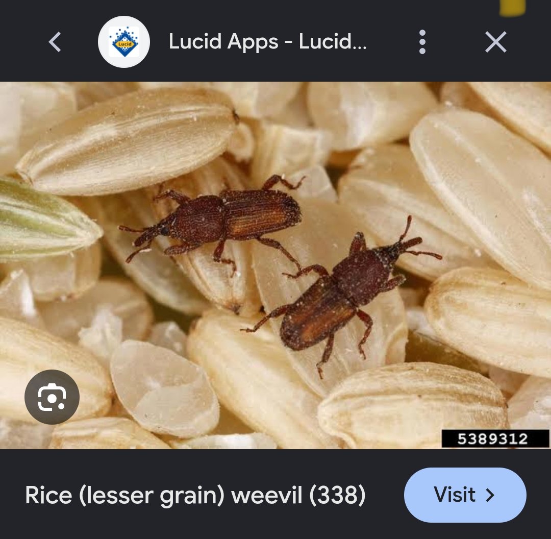 mufhus's tweet photo. @ShivaniGupta_5 You killed millions of these rice insect so that you can savour on you dal rice.

You are just a beast. https://t.co/Dres0jwfhv