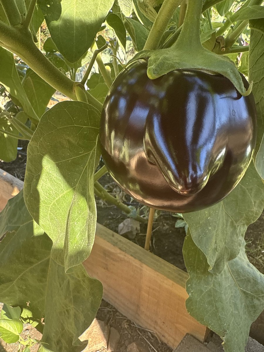 GeometryPuzzles's tweet photo. What happened to this eggplant? 😂🍆 https://t.co/GGRx7LUyNe