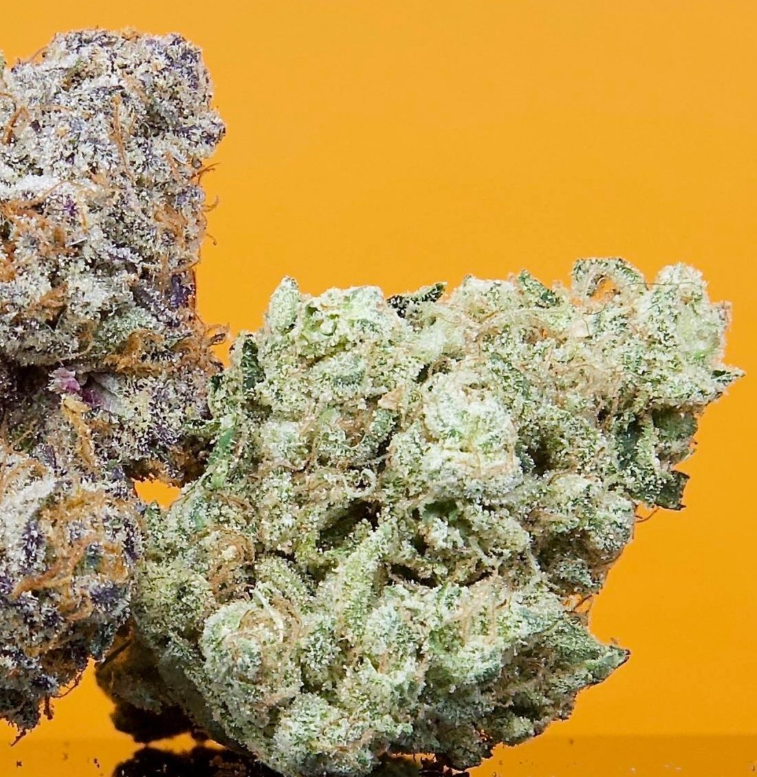 Hellaslump3187's tweet photo. Oregon grown. Three strains, can you name one?
#weddingcake #ozkush #ozkushcake
#weedmob #weedoclock #cannabiscommunity
#lovewhatyougrow https://t.co/3015MEUXfe