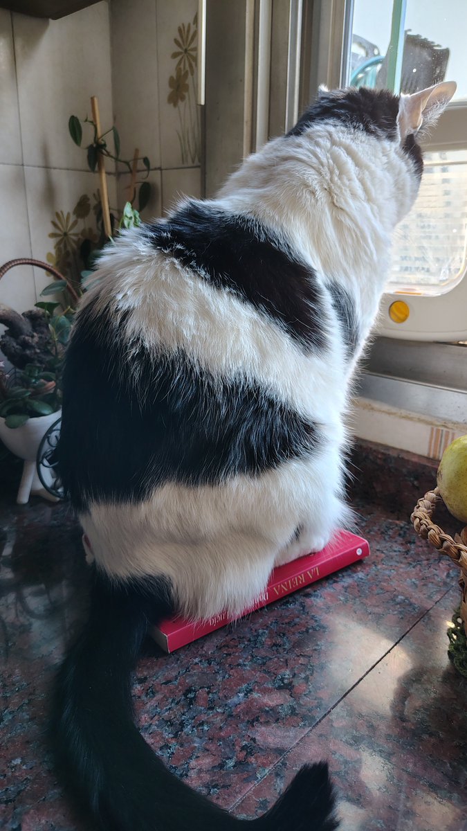 MarinaKorb's tweet photo. Una amiga me prestó este libro de COMO SER RESPETADA (entre otras cosas) y mi gato gordo dijo "respeto las pelotas reina, asiento nuevo!!" https://t.co/BeaNCjodLb