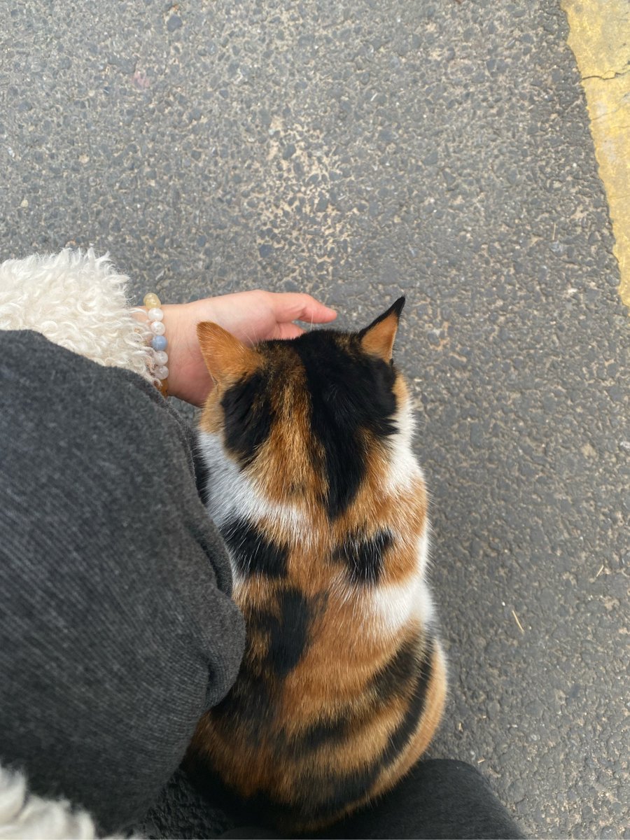 williaobilliao's tweet photo. This rainy afternoon is perfect for cozy time with my fur buddy  Cuddles + warm tea = pure happiness! https://t.co/xrVylREH6i