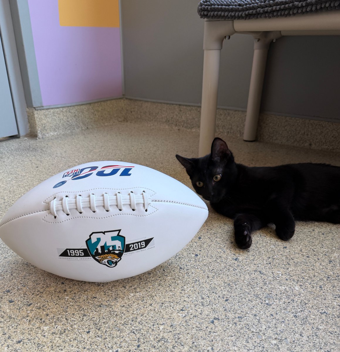 jaxhumane's tweet photo. Still celebrating that #Jags win? So is this little fan! 🐈‍⬛🏈

Now imagine cheering on the Jaguars from Wembley Stadium in London. JHS is auctioning off four tickets to Jaguars vs. Texans, plus more!

Bid by Sept. 21 at https://t.co/XkfWjfy5sP.

Travel not included.* https://t.co/na1vh2JCrM