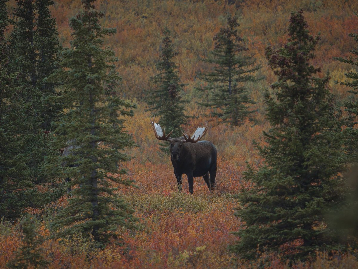 visualsofearth1's tweet photo. Alaska https://t.co/MvJGOP9b28