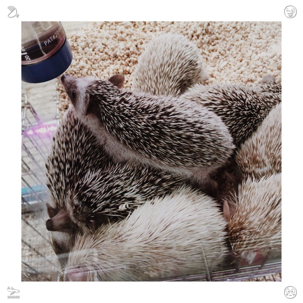 d8tqb's tweet photo. Dara’s young deer become lively, darting around a little shrub in pursuit of one another. They nudge each other softly, their gentle calls echoing through the air, as Dara looks on with an affectionate, safeguarding stare. Making Lemon Tea The lemon is included💁 https://t.co/HJEk91I21a
