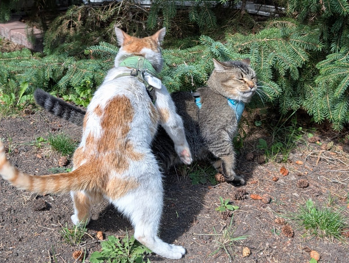 FartyCheddarCat's tweet photo. Spy da Figgy
Hunt da Figgy
Chase da Figgy
Pounce da Figgy!

Wessle Figgy
Sit wif Figgy
Tag da Figgy
Run away

#OutsideFunTime #FiggyPlayTime #WeHasLotsFun #DenIGoMakedPoopy #DenIGoAskMamaForSnak https://t.co/cqLLLLUt8A