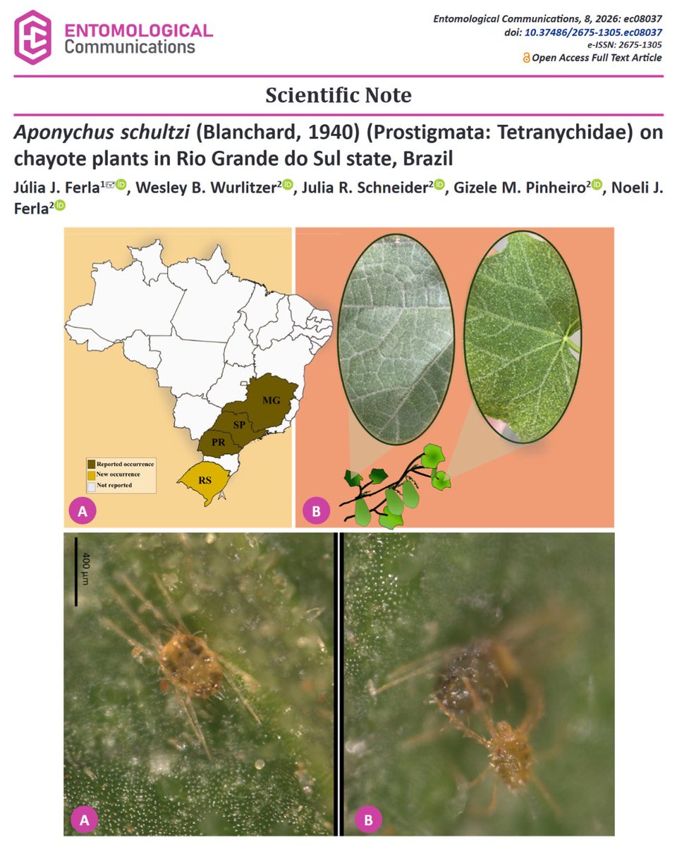 EntomologicalC's tweet photo. Aponychus schultzi (Blanchard, 1940) (Prostigmata: Tetranychidae) on chayote plants in Rio Grande do Sul state, Brazil
https://t.co/JWPg47LLwg
#entomologicalcommunications #entcom #acari #prostigmata #tetranychidae https://t.co/4z9JbWsmDE