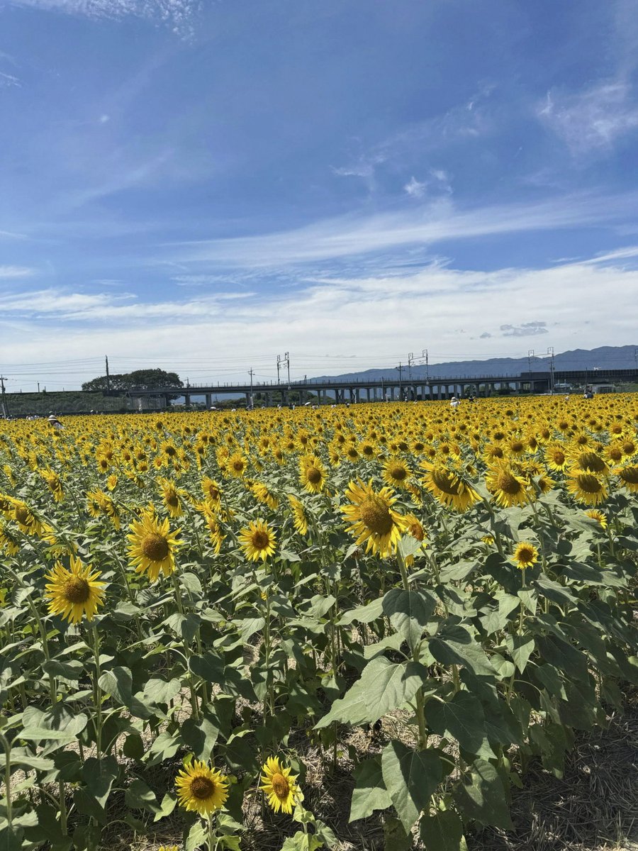 manacoco_22's tweet photo. ちょっと限界オタが過ぎてツイート規制が来てしまったから、そんなものは限界突破するのであった
金ならくれてやるから俺の湧き出す衝動的言語をさえぎるんじゃあねぇ！ https://t.co/KVxJMom3gW