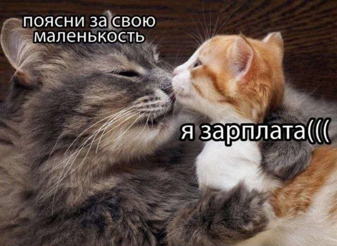 catsilcats's tweet photo. ((( https://t.co/E9UXuFSBh0