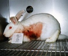 makearggayagain's tweet photo. presentaron el primer proyecto de ley para prohibir los testeos cosméticos en animales en argentina: en la misma línea que brasil, méxico y chile, la diputada gabriela estévez, en conjunto con la ong te protejo, propuso detener las pruebas crueles en seres sintientes. https://t.co/eY0VJwQzsD