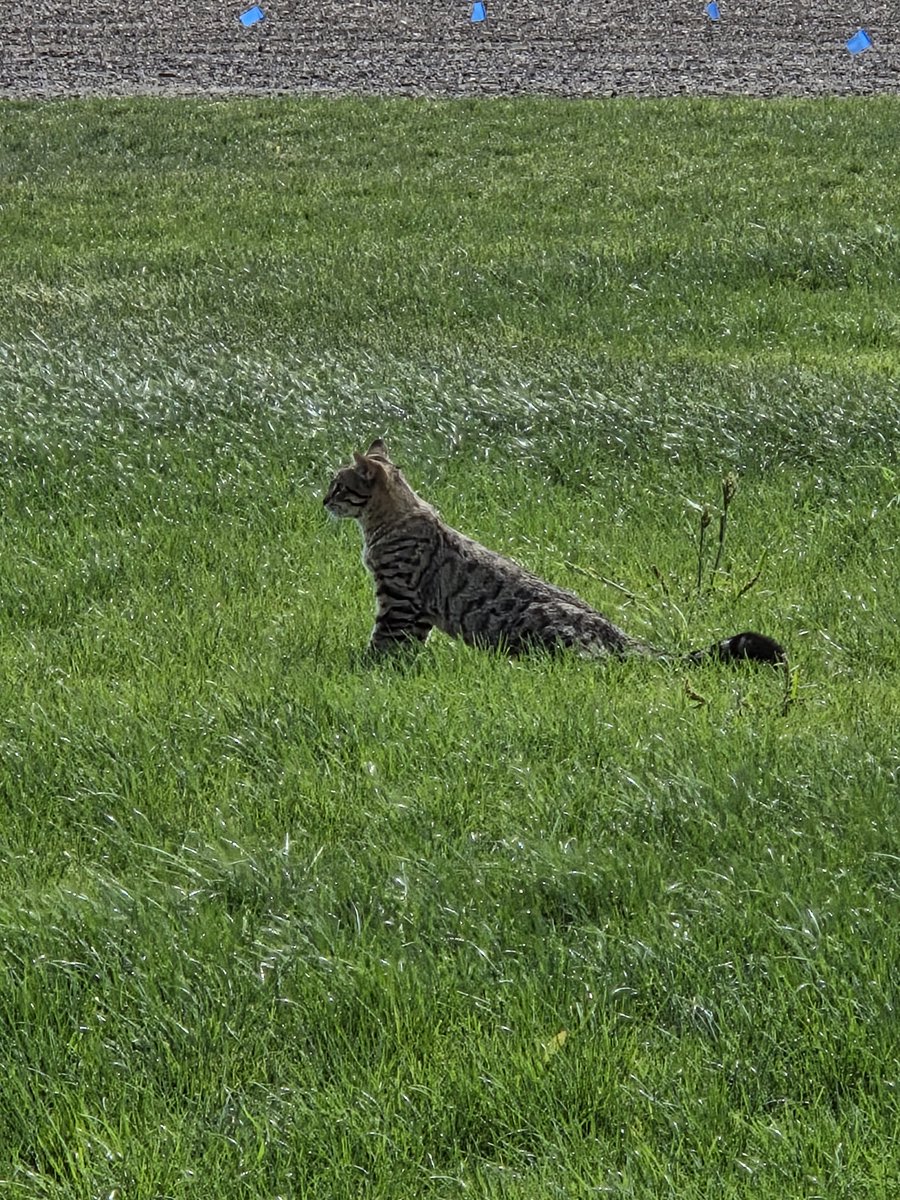 FarmCatsSol's tweet photo. Morning yoga in the grass. $FarmCats https://t.co/b5yvEft0qh