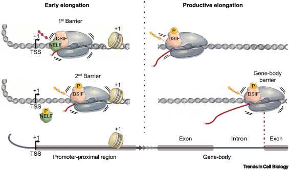 TrendsCellBio's tweet photo. Transcription elongation by RNA polymerase II: from regulatory complexity to disease https://t.co/OIBwyZjKeZ https://t.co/QLhauBsCOF