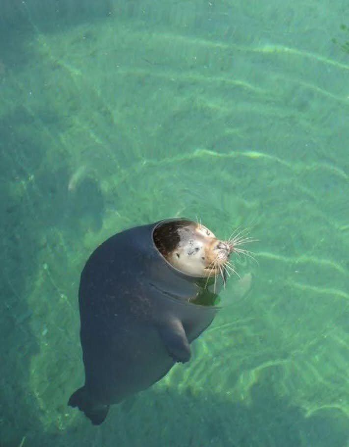 Foca dormindo boiando na bertical dentro do mar clarinho apenas com o rostinho pra fora da água