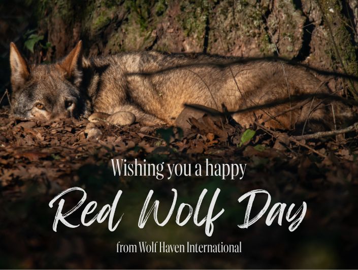 wolfhavenint's tweet photo. Happy Red Wolf Day! Today marks the anniversary of the American Red Wolf’s return to the wild landscape of North Carolina in 1987. Join Wolf Haven in commending the passionate commitment of those tirelessly working to recover the American Red Wolf! 
📸: the beloved F1945 (Nash). https://t.co/KLjnHNfzay