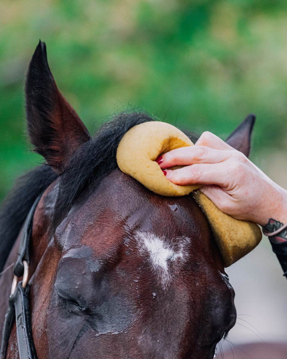 rixracing's tweet photo. Visit us this Henry Cecil Open Weekend 🏇
We’ll be opening our doors on Sunday from 9:00am–12:30pm, when we welcome you to meet our horses and enjoy a morning behind the scenes at Rix Racing.
#RixRacing #TheHenryCecilOpenWeekend #Newmarket https://t.co/7bQEqjZFot