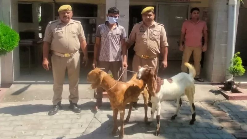 https://www.sudarshannews.in/UP-police-arrest-goat-thief-danish-at-saharanpur-district-behat-area-144092-newsdetails.aspx