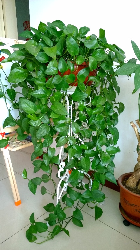 DonettaHarnhaw's tweet photo. Pro tip for your pothos: Let the top 2 inches of soil dry out fully between waterings! They’ll thrive with bright indirect light and occasional leaf wipes. #PlantCare #IndoorGarden， https://t.co/6HHd1cDFDq