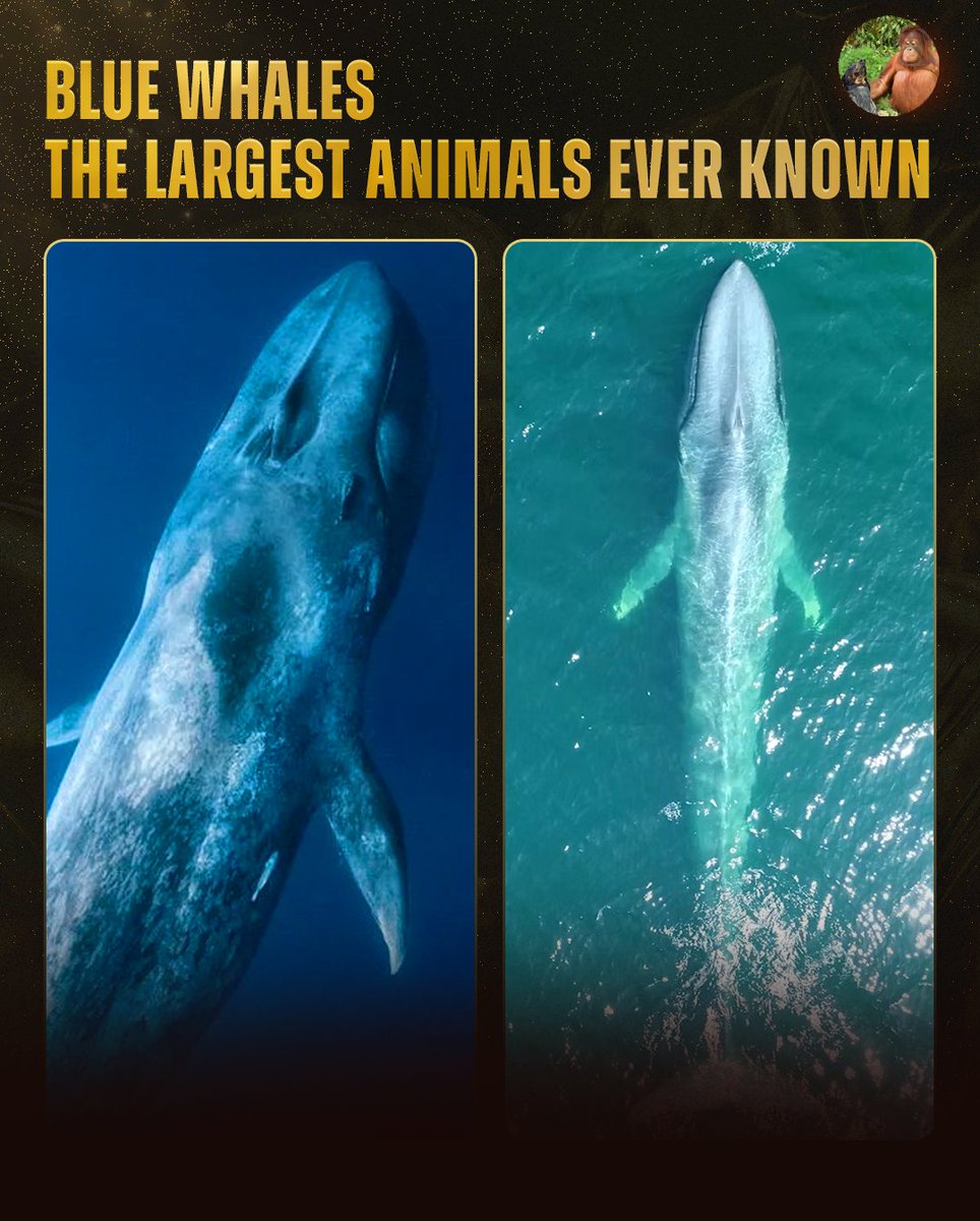 AMAZlNGNATURE's tweet photo. It's still fascinating me that the blue whale is the largest animal ever known, with exceptional individuals reaching roughly 200 tons

It's hard to even comprehend that size 🤯 https://t.co/oTgHojGdOe