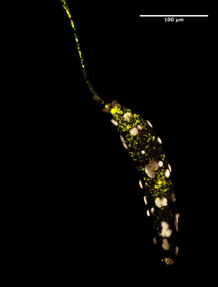 MBLScience tweet picture