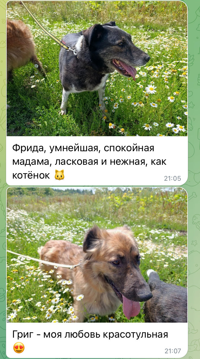 T3_Q1tv's tweet photo. Дорогой твиттер, помогите сделать доброе дело и найти дом хотя бы для одного пушистика. Сделайте рт, если не сложно. 🥺

Моя школьная учительница уже около 8 лет волонтёрит в приюте, у неё более 1000 подопечных! Посмотрите, как тепло она отзывается о своих хвостиках. https://t.co/tvsxzBCbR0