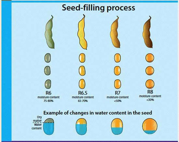 KStateAgron's tweet photo. Soybeans are getting closer to harvest, but seed weight is still being determined. Learn how weather affects seed filling and dry down rates and what to watch as harvest approaches. Read more: https://t.co/Nlncl07UXn #kstateagronomy #soybean https://t.co/PAz4YtRsVu
