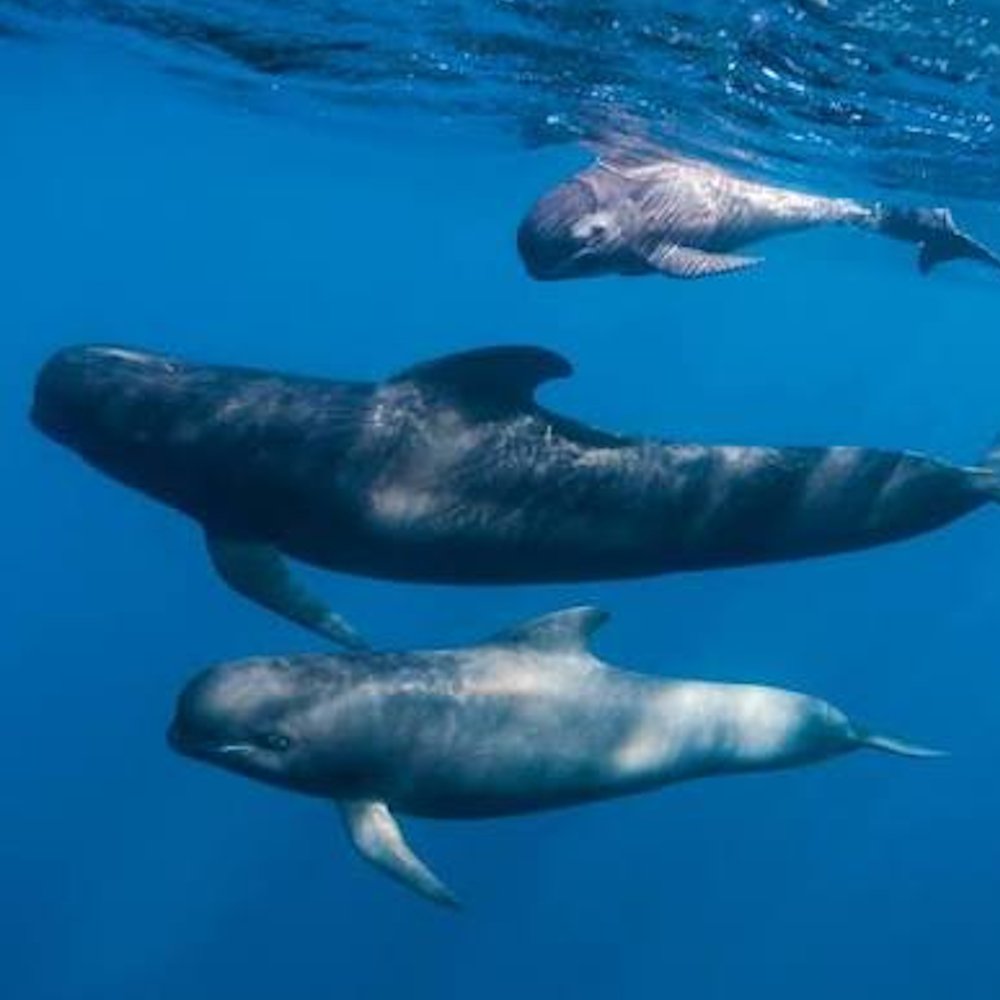AMAZlNGNATURE's tweet photo. Pilot whales are actually dolphins

Pilot whales may be called whales, but they’re actually giant dolphins. They can dive more than 1,000 meters and sprint after prey in the darkness. https://t.co/LKsIbYnTSA