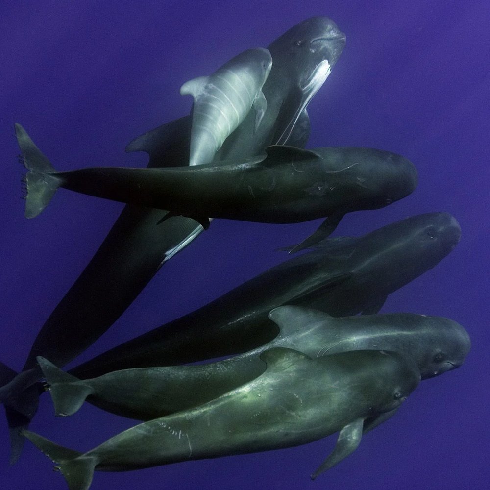 AMAZlNGNATURE's tweet photo. Pilot whales are actually dolphins

Pilot whales may be called whales, but they’re actually giant dolphins. They can dive more than 1,000 meters and sprint after prey in the darkness. https://t.co/LKsIbYnTSA